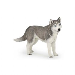 PAPO - HUSKY DE SIBÉRIE #54035